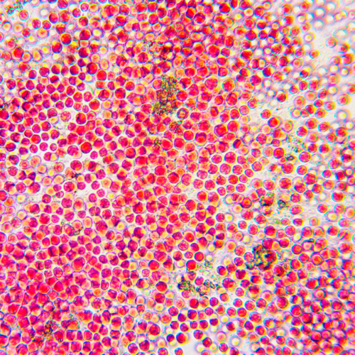 Porphyridium cruentum