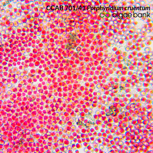 Porphyridium cruentum
