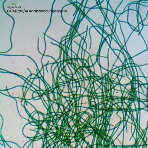 Compra en México cultivo iniciador de la microalga anabaena inaequalis