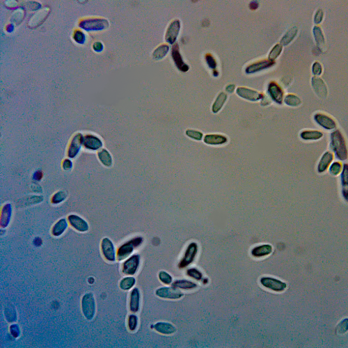 Kluyveromyces marxianus
