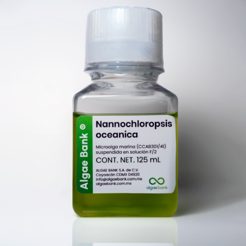 Nannochloropsis oceanica