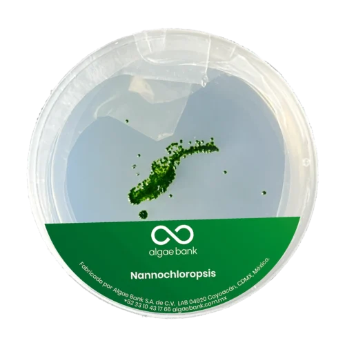 Nannochloropsis oceanica