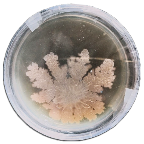 Acetobacter xylinum