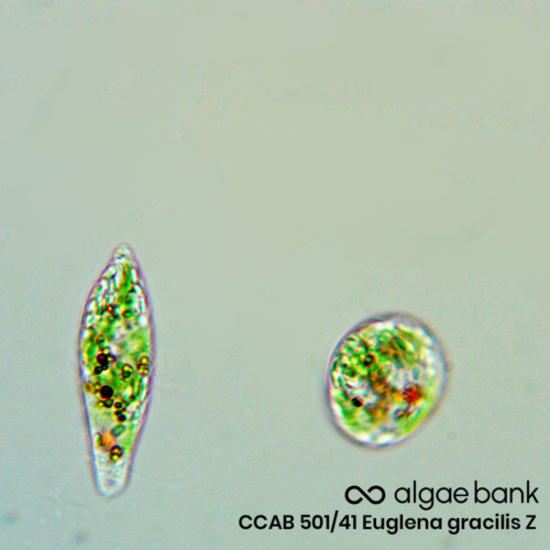 Euglena gracilis Z