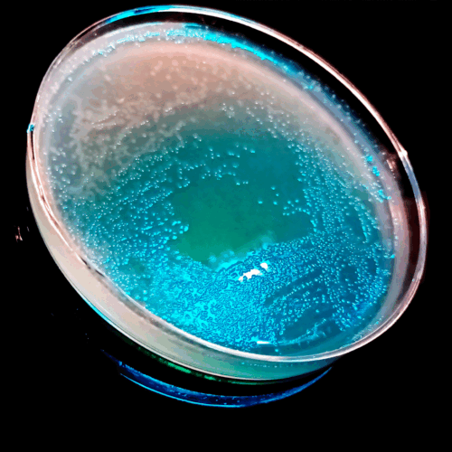 Pseudomonas fluorescens