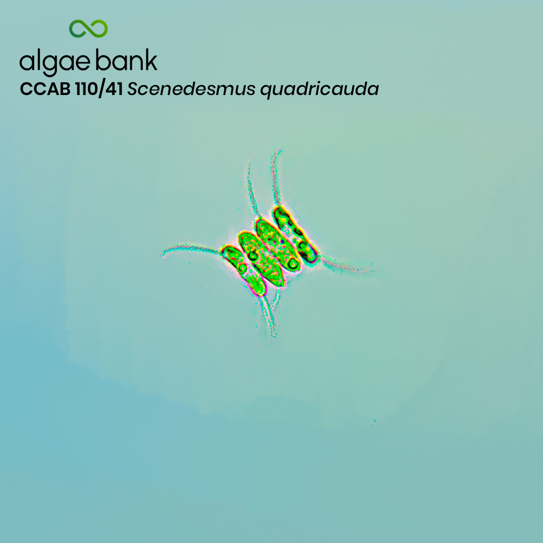 Scenedesmus quadricauda - Imagen 2