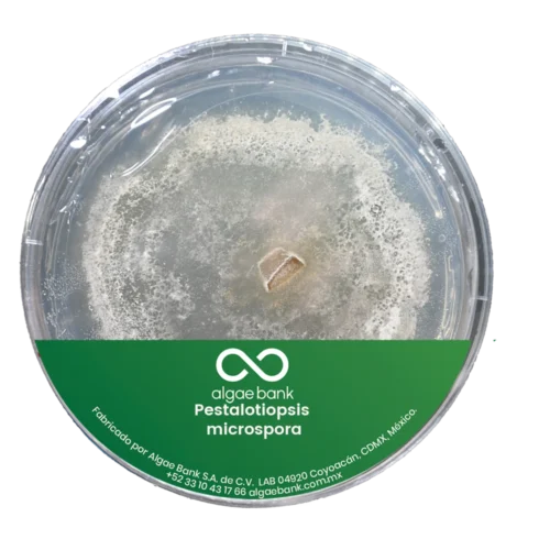 COMPRA EN MEXICO MICELIO EN CAJA PETRI PARA EL CULTIVO DEL HONGO PESTALOTIOPSIS MICROSPORA