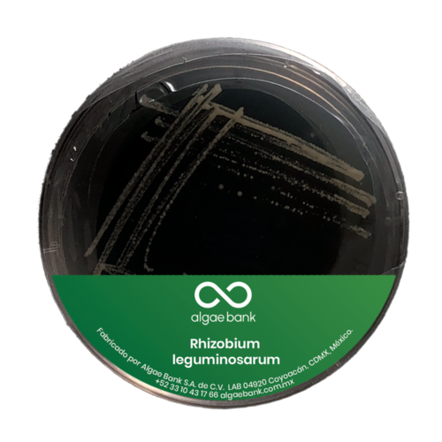 Rhizobium leguminosarum