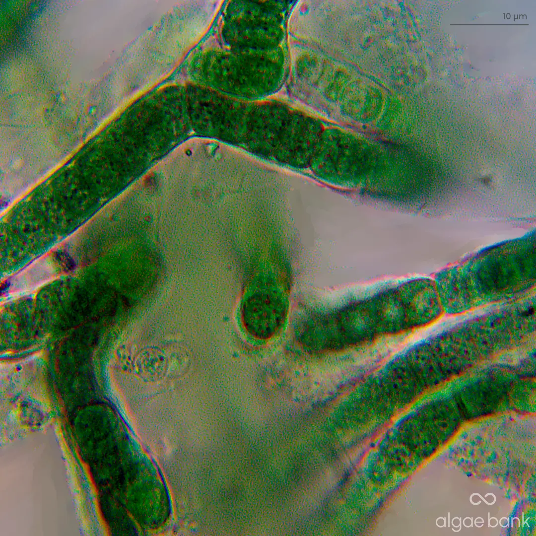 Compra en México cultivo iniciador de la microalga tolypothrix distorta