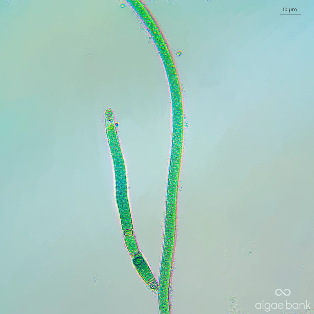 tolypothrix distorta microscopia2