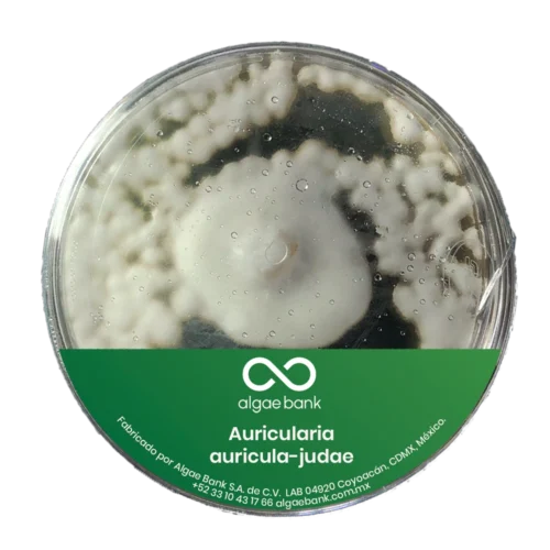 MICELIO EN CAJA PETRI DEL HONGO AURICULARIA