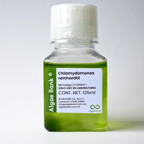 Cultivo líquido inicador de la microalga Chlamydomonas reinhardtii