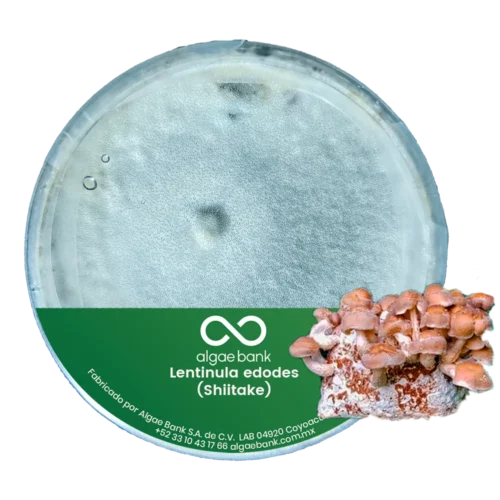 COMPRA EN MEXICO MICELIO EN CAJA PETRI PARA EL CULTIVO DEL HONGO SHIITAKE Lentinula edodes