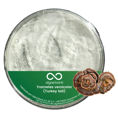 COMPRA EN MEXICO MICELIO EN CAJA PETRI PARA EL CULTIVO DEL HONGO TURKEY TAIL TRAMETES VERSICOLOR