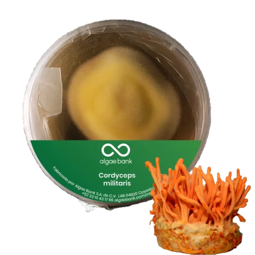 COMPRA EN MEXICO MICELIO EN CAJA PETRI PARA EL CULTIVO DEL HONGO CORDYCEPS MILIRARIS