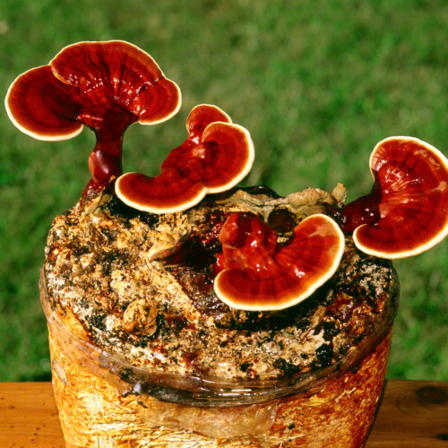 Ganoderma lucidum (Reishi)