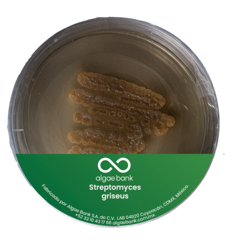Compra en México Sreptomyces griseus agae en caja Petri
