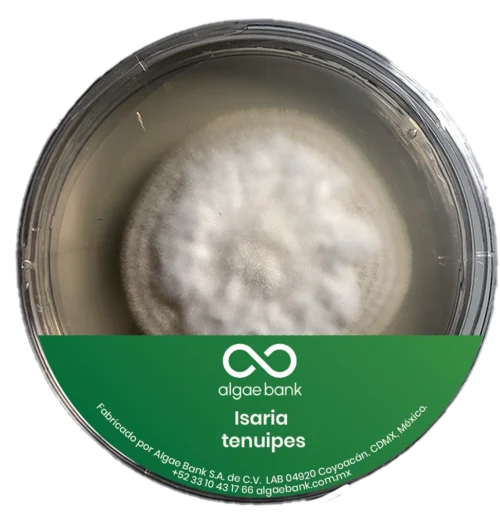 COMPRA EN MEXICO MICELIO EN CAJA PETRI PARA EL CULTIVO DEL HONGO ISARIA TENUIPES CORDYCEPS TENUIPES