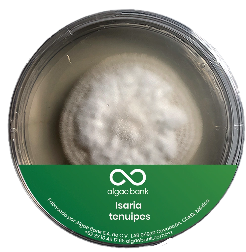 COMPRA EN MEXICO MICELIO EN CAJA PETRI PARA EL CULTIVO DEL HONGO ISARIA TENUIPES CORDYCEPS TENUIPES