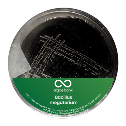 Bacillus megaterium