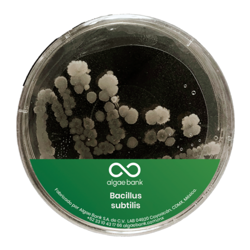 Bacillus subtilis