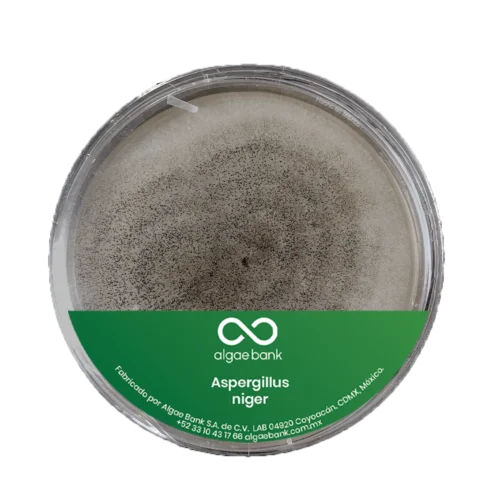 CULTIVO EN CAJA PETRI DEL HONGO ASPERGILLUS NIGER