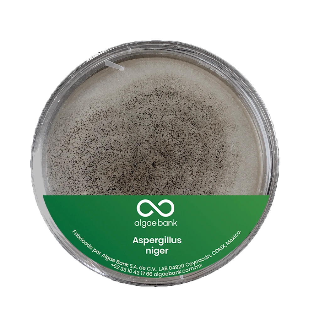 CULTIVO EN CAJA PETRI DEL HONGO ASPERGILLUS NIGER
