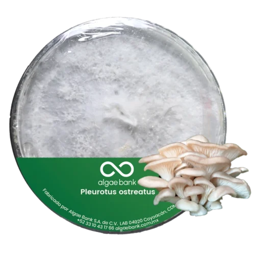 COMPRA EN MEXICO MICELIO EN CAJA PETRI PARA EL CULTIVO DEL HONGO PLEUROTUS OSTREATUS SETA BLANCA