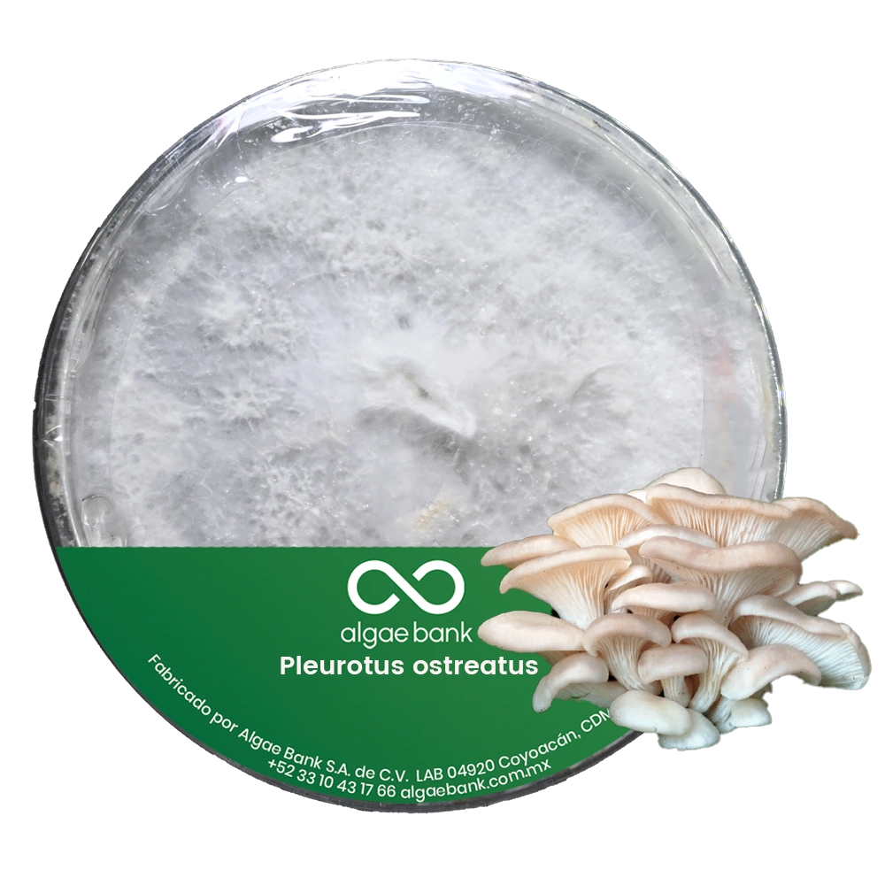 COMPRA EN MEXICO MICELIO EN CAJA PETRI PARA EL CULTIVO DEL HONGO PLEUROTUS OSTREATUS SETA BLANCA