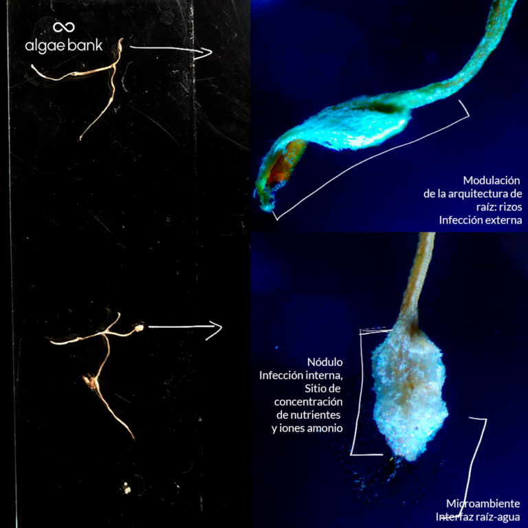 Rhizobium nodulation