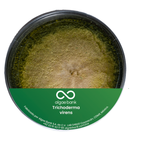 Cultivo en caja Petri del hongo Trichoderma virens