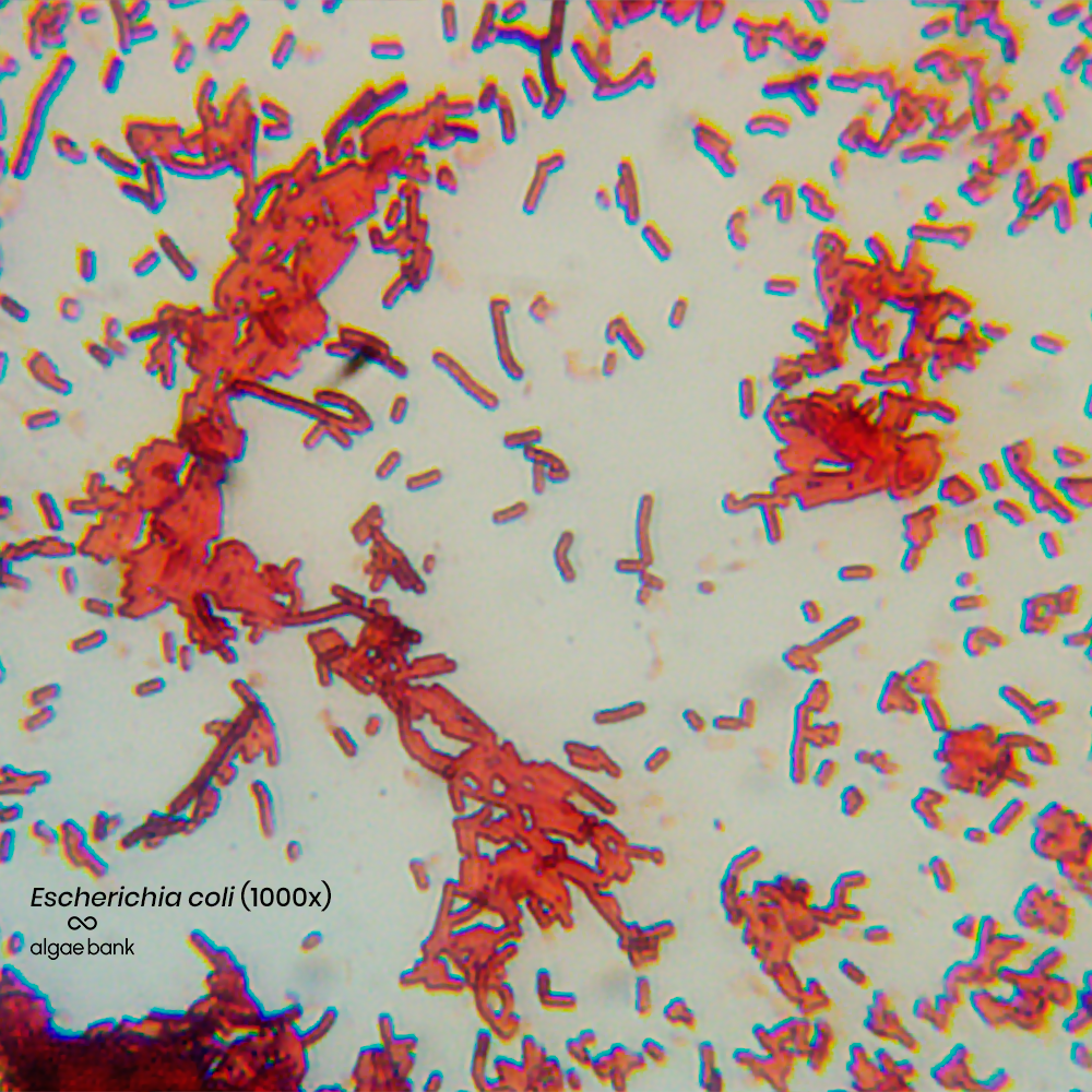 Escherichia coli cepa comprar for sale