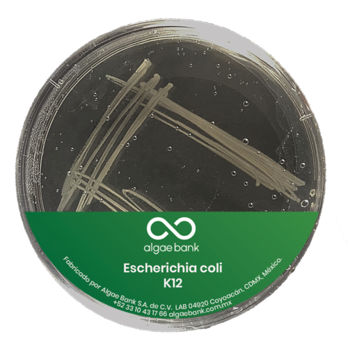 Escherichia coli K12