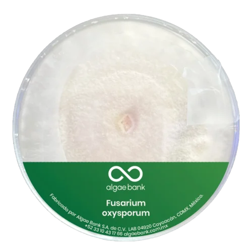 COMPRA EN MEXICO MICELIO EN CAJA PETRI PARA EL CULTIVO DEL HONGO FUSARIUM OXYSPORUM