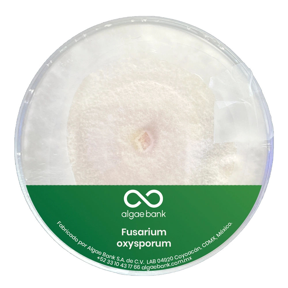 COMPRA EN MEXICO MICELIO EN CAJA PETRI PARA EL CULTIVO DEL HONGO FUSARIUM OXYSPORUM