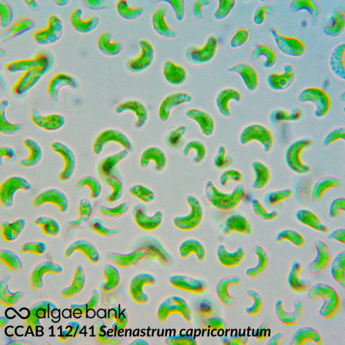 Selenastrum capricornutum