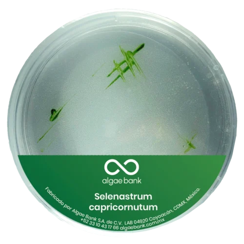 Compra en México cultivo iniciador de la microalga selenastrum capricornutum