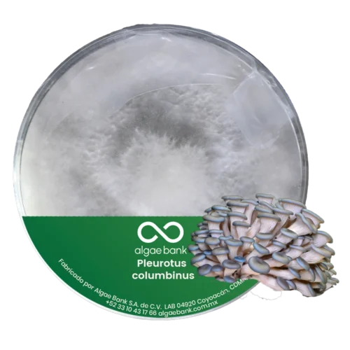 COMPRA EN MEXICO MICELIO EN CAJA PETRI PARA EL CULTIVO DEL HONGO PLEUROTUS COLUMBINUS SETA AZUL GRIS
