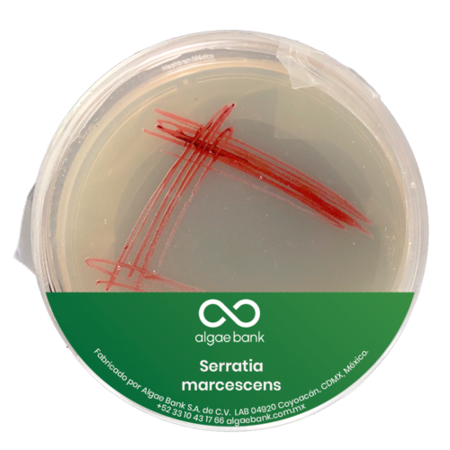 Serratia marcescens D1