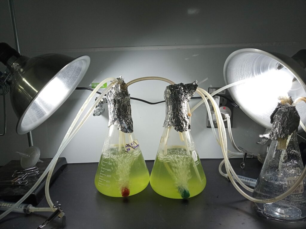 Cultivo de microalgas y fotobiorreactores