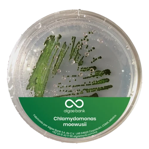 Compra en México cultivo iniciador de la microalga Chlamydomonas moewusii