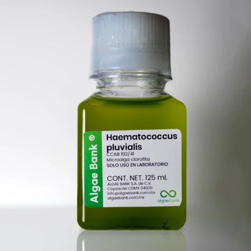 Haematococcus pluvialis