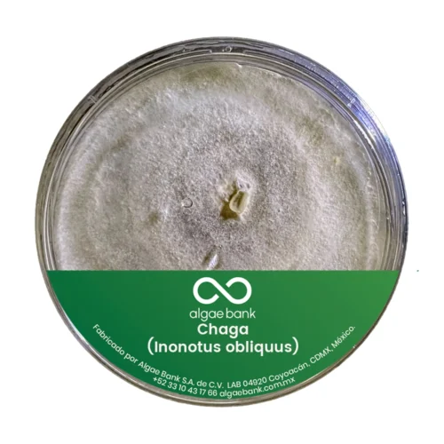 COMPRA EN MEXICO MICELIO EN CAJA PETRI PARA EL CULTIVO DEL HONGO CHAGA