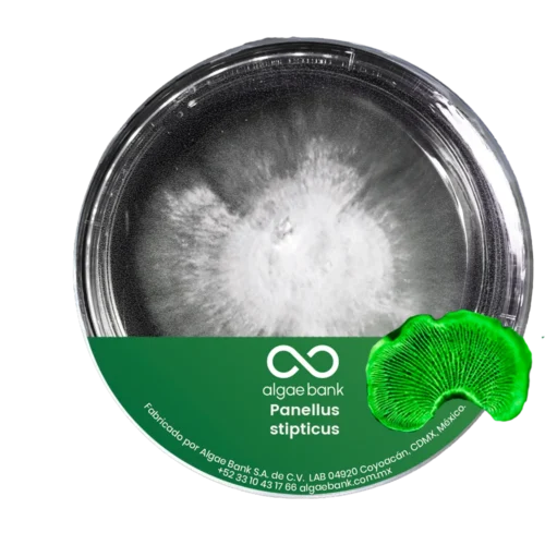 COMPRA EN MEXICO MICELIO EN CAJA PETRI PARA EL CULTIVO DEL HONGO PANELUS STIPTICUS