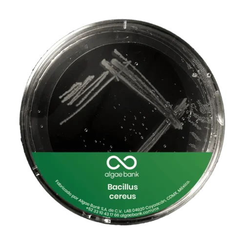 Bacillus cereus