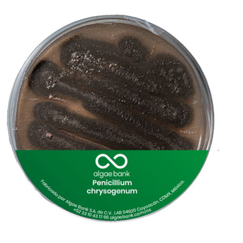 Penicillium chrysogenum