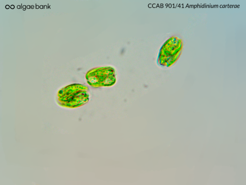 Amphidinium