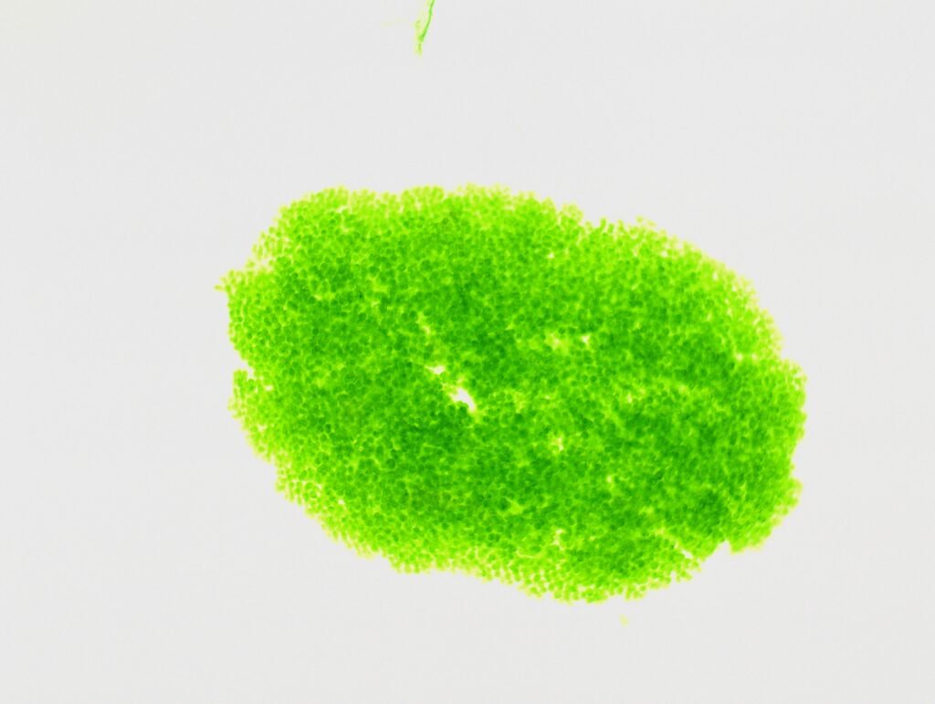 Nobel de medicina 2026: Optogenética. Microalgas y Cerebro